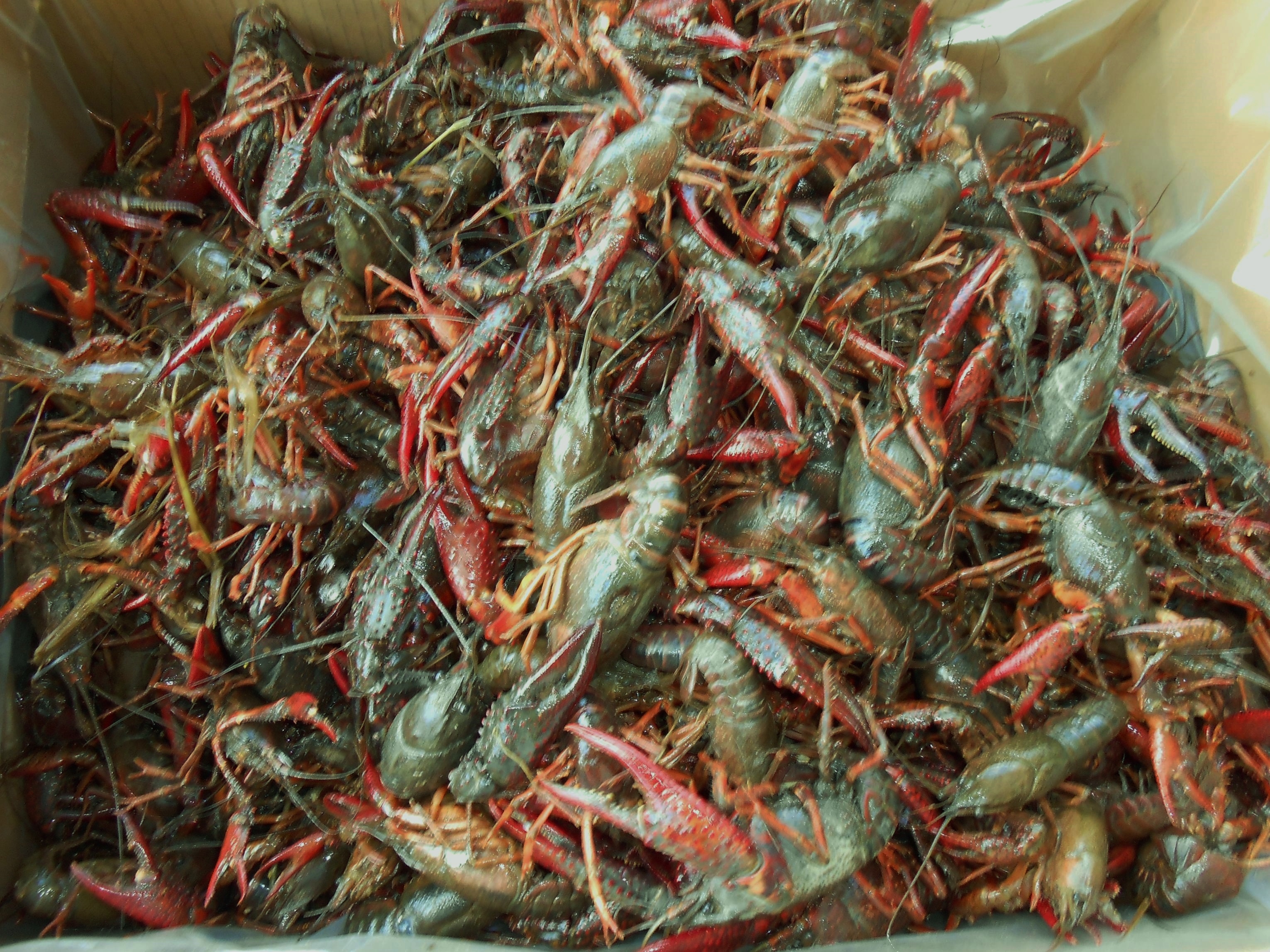 Live Crawfish and Seafood Shipped to Door/Airport