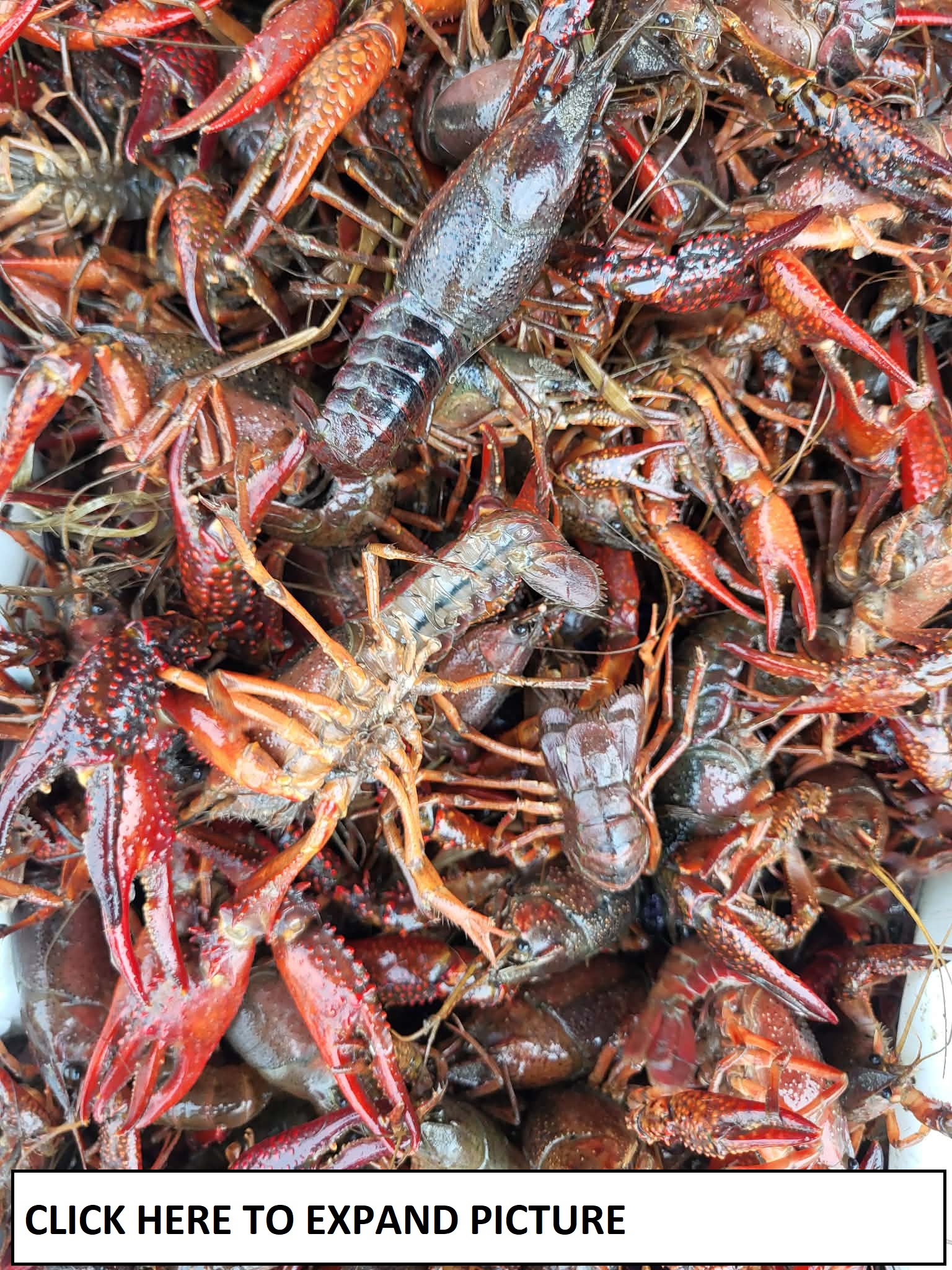 crawfish image